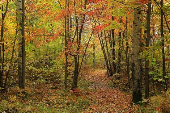 Laurier Woods Conservation Area